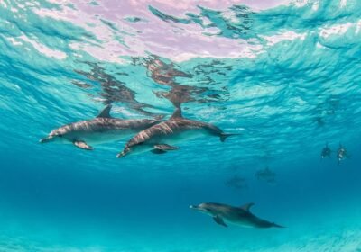 dolphin house marsa alam diving