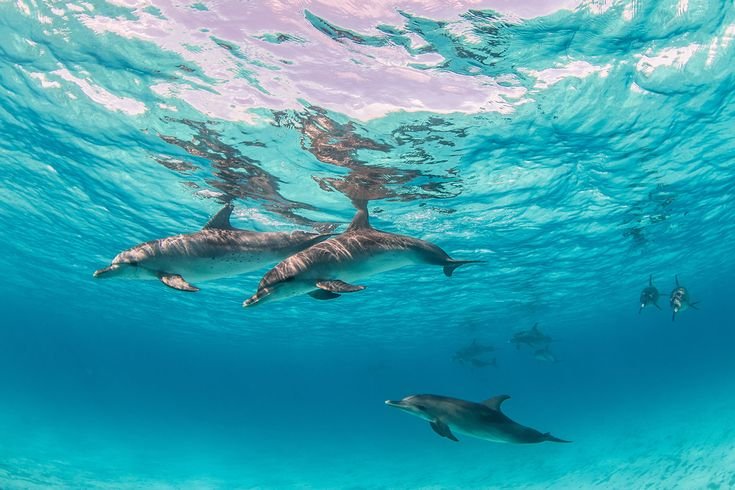 dolphin house marsa alam diving
